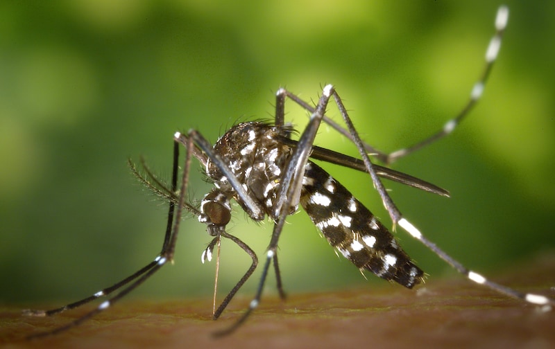 The tiger mosquito is being spotted more and more frequently in our local floodplains. They can also transmit dangerous diseases. (Bild: APA/JAMES GATHAN)