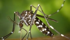 Die Asiatische Tigermücke kann mehr als 20 Krankheitserreger übertragen.