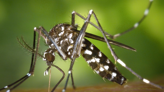 Die Asiatische Tigermücke kann mehr als 20 Krankheitserreger übertragen.