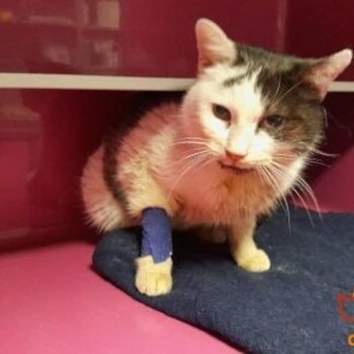 "Elfie" nyomorultul pusztult volna el a dobozban. A TierQuarTierben kapott gyors ellátásnak köszönhetően a gyógyulás útjára lépett.