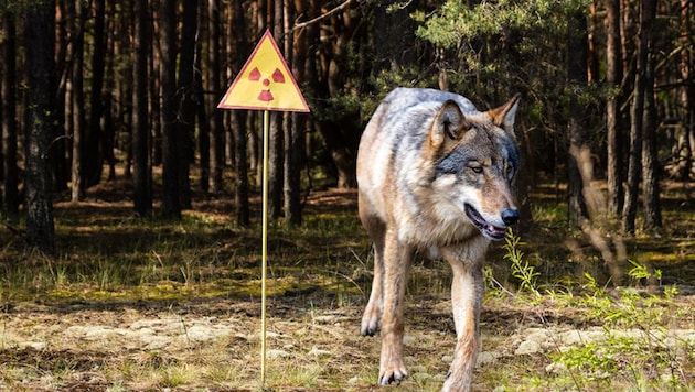 Tschernobyl-Wölfe im Forscher-Fokus (Bild: stock.adobe.com, EXPA/ Johann Groder, Krone KREATIV)