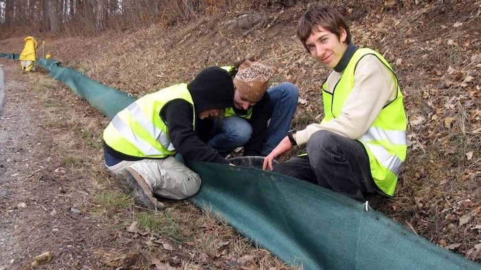 Amphibienschutz ist aufwändige Handarbeit.