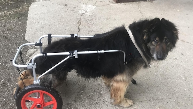 Silne środki przeciwbólowe i wózek pozwoliły psu dobrze przeżyć ostatni miesiąc przed zwolnieniem. (Bild: Tierheim Tierseelenhoffnung)