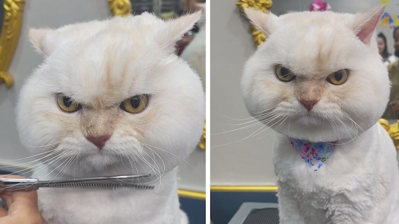 Vielleicht der nächste Social-Media-Star? Diese Katze macht „Grumpy Cat“ Konkurrenz ... (Bild: KameraOne)