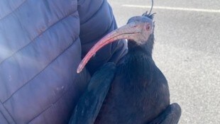 Waldrapp Freckles starb während der Not-OP. 