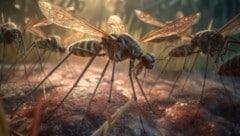 Mücken gelten als Überbringer des West-Nil-Virus.