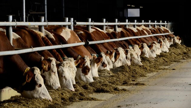 A husband had a "one-off physical relationship" with a young milking helper in the calf barn. (Bild: uma6/stock.adobe.com)