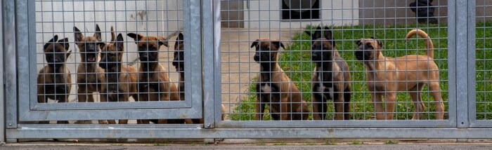 Neugierig schauten die Welpen zu, wie sich die Menschen vor ihrem Zwinger versammelten. (Foto ...