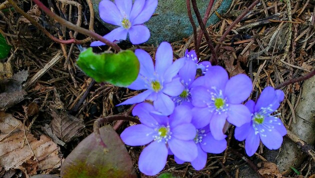 Die ersten Frühlingsblumen wurden schon gesichtet. (Bild: Elisabeth Schnitzhofer)