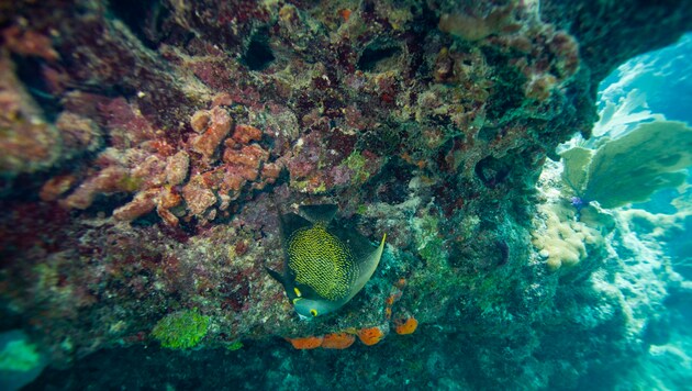 A coral reef in Key West, California, that has been severely affected by climate change. (Bild: APA/AFP/Joseph Prezioso)