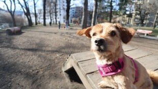 Bärbel aus der „Tiroler Krone“-Redaktion erklärte sich bereit, verschiedene Hundewiesen in der Landeshauptstadt zu testen. (Bild: Birbaumer Christof)