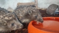 Die Igel, die bereits erwacht sind, finden noch wenig zu fressen. (Bild: Tierschutz Austria)