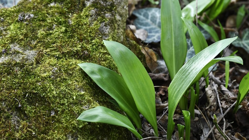 Das Pflücken von Kräutern und Wildpflanzen aus nicht geschützten Bereichen ist in geringen Mengen erlaubt. (Bild: APA/ROBERT JAEGER)