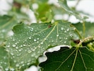Vor allem in den Morgenstunden ist immer wieder mit Regen zu rechnen.