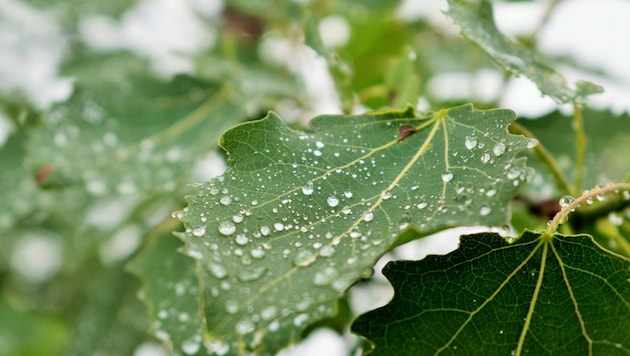 Vor allem in den Morgenstunden ist immer wieder mit Regen zu rechnen.