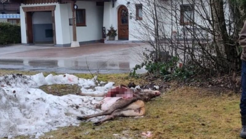The carcass was found in front of this house. (Bild: zVg, Krone KREATIV)