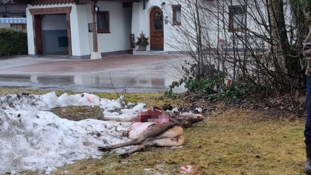 Uhynulé zvíře se nacházelo jen několik metrů od obytného domu. (Bild: zVg, Krone KREATIV)