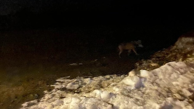 The wolf was spotted along a road in Fieberbrunn. (Bild: zVg)
