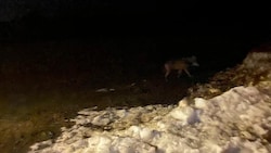 Der Wolf wurde entlang einer Straße in Fieberbrunn gesichtet. (Bild: zVg)