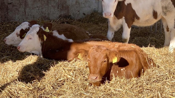 Mit der Burgenland-Molkerei sollen auch konventionell produzierende Milchviehbetriebe zum Umstieg auf Bio animiert werden.