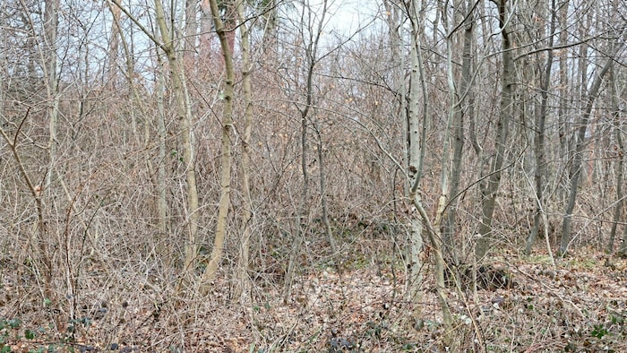 Der Wanderer entdeckte die Leiche im Gebiet des Wienerwaldes.