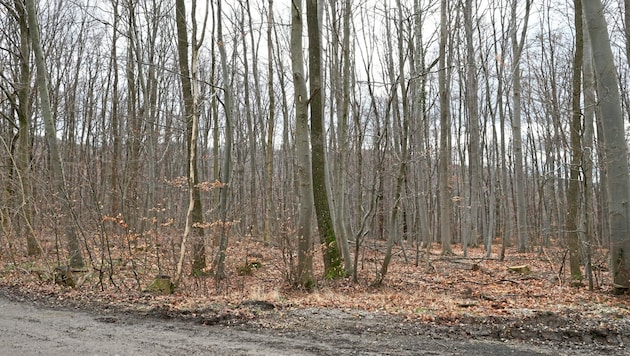 The woman's body was found in this wooded area in Vienna-Hernals. (Bild: Zwefo)