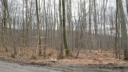 In diesem Waldstück in Wien-Hernals wurde die Frauenleiche gefunden.  (Bild: Zwefo)