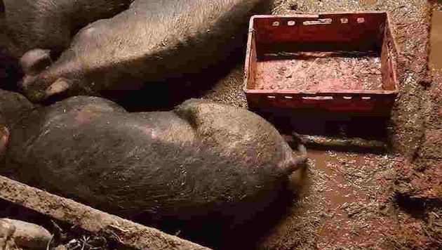 Schweine in ihrer extrem verkoteten Box (Bild: zVg)