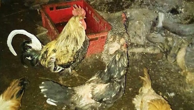 Im Stall herrschten offenkundig schlimme Lebensbedingungen für die Tiere. (Bild: zVg)