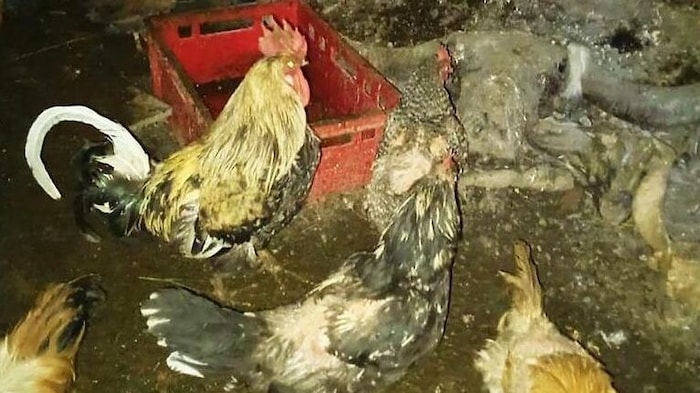 Hühner samt Gockel in verdreckter Umgebung