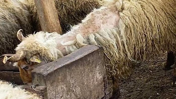 Ein Schaf mit der Krankheit Räude im Stall