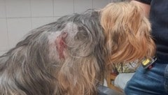 Der verletzte Yorkshire Terrier musste zur Behandlung zum Tierarzt gebracht werden, dieser versorgte die Bisswunden. Mittlerweile ist das Tier wieder daheim bei seinem Besitzer. (Bild: Linzer Animal Ambulance)