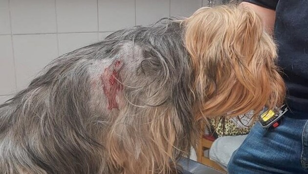 Yaralı Yorkshire Terrier'in tedavi için veterinere götürülmesi gerekti ve veteriner ısırık yaralarını tedavi etti. Hayvan o zamandan beri sahibiyle birlikte evine döndü. (Bild: Linzer Animal Ambulance)
