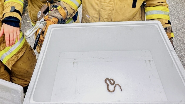 Domniemany wąż został wypuszczony na zewnątrz (Bild: FF Oberndorf)