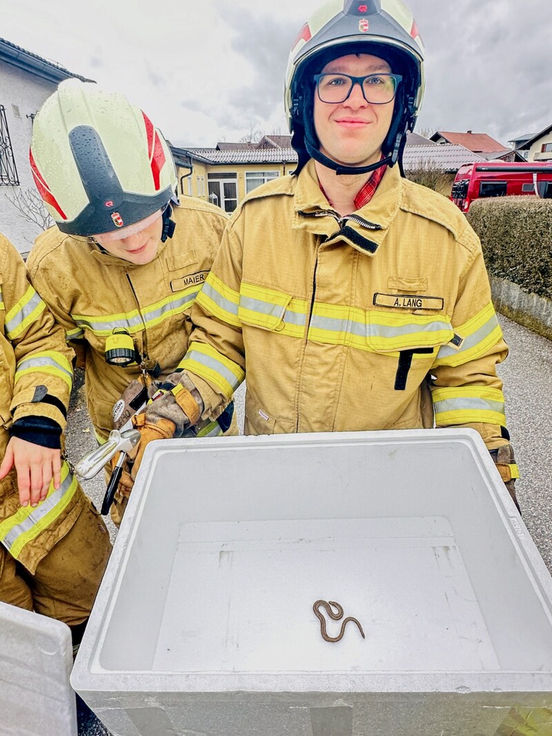 Die „Schlange“ entpuppte sich als völlig harmlose und ungiftige Blindschleiche, die eigentlich eine Echse ist. (Bild: FF Oberndorf)