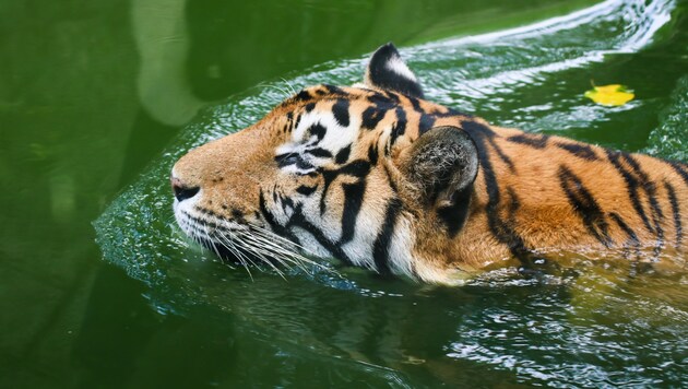 Indočínský tygr (Bild: Suttisak - stock.adobe.com)