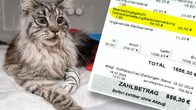 Maine Coon kedisi "Mitsuki" bir kaza sonrasında ilk tedavisini gördü. Orijinal fatura, "tedavi" için tahsil edilen tutarı göstermektedir. (Bild: zVg, Krone KREATIV)