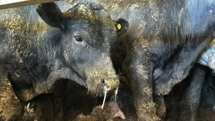 The animals from Brazil are "covered in excrement and ammonia".