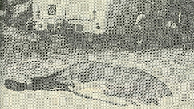 Zwei Menschen starben vor 40 Jahren bei dem Überfall auf den voll beladenen Geldtransporter in Bad Aussee. (Bild: Kronen Zeitung)