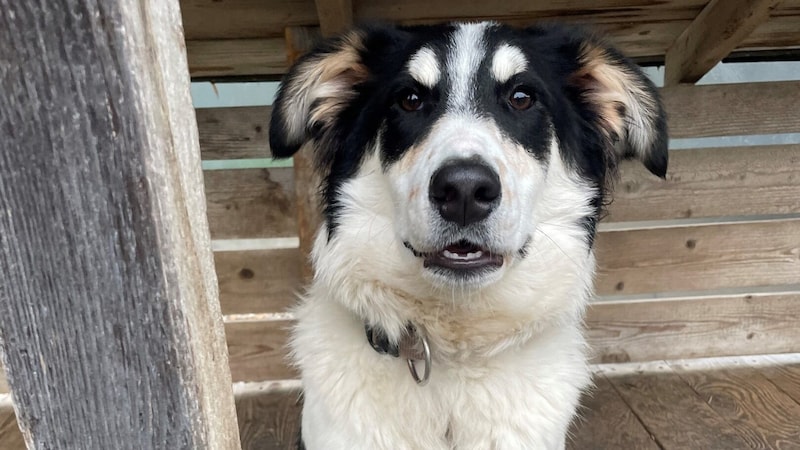 Medo the mongrel. (Bild: Tierschutzheim Vorarlberg)