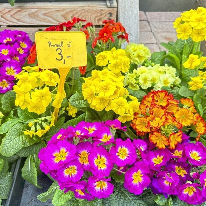 Die Primel, auch Schlüsselblume genannt, ist das Symbol für Hoffnung und Unschuld.
