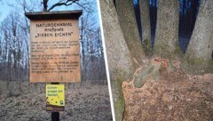 „Sieben Eichen“ standen einst im Wienerwald! Doch eine davon – nunmehr gefällt – war gar kein Baum dieser Spezies. Jetzt wird das Naturdenkmal aber echt komplettiert. (Bild: Alexander Keck, Krone KREATIV,)