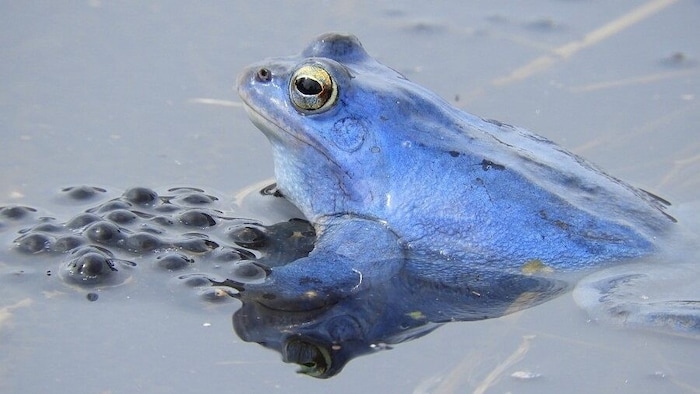 In der Paarungszeit färben Balkan Moorfrosch-Männchen blau.