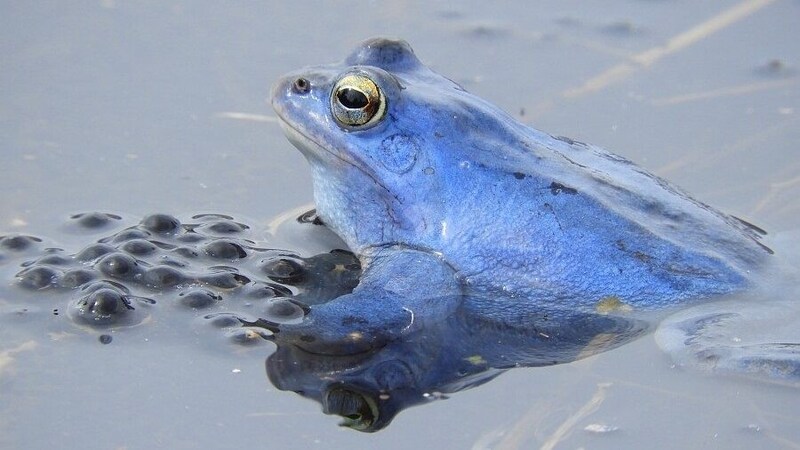 In der Paarungszeit färben Balkan Moorfrosch-Männchen blau. (Bild: Roland Schiegl/Arge NATURSCHUTZ)