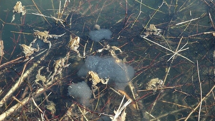 Erdkröten mit Laichschnüren und Grasfrosch-Laichballen.