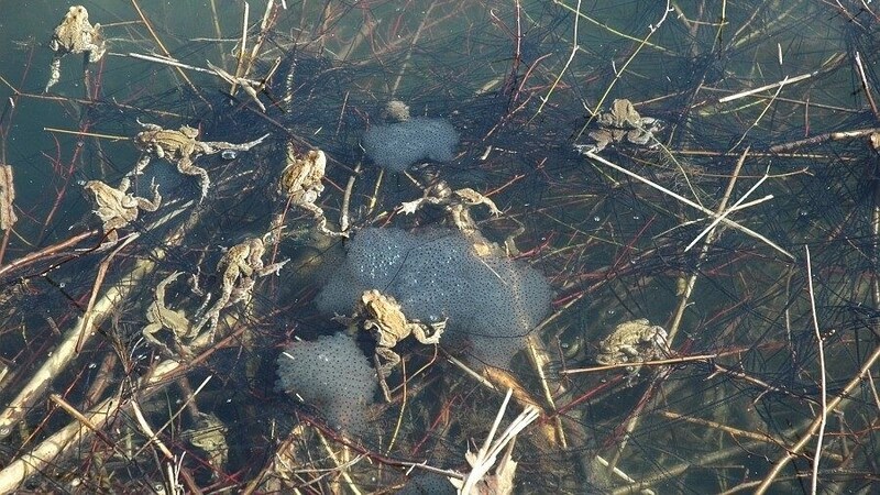 Erdkröten mit Laichschnüren und Grasfrosch-Laichballen. (Bild: Arge NATURSCHUTZ)