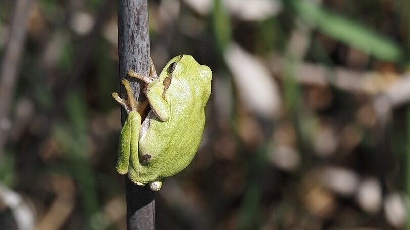 Ein süßer Laubfrosch. (Bild: Karina Smole-Wiener/Arge NATURSCHUTZ)