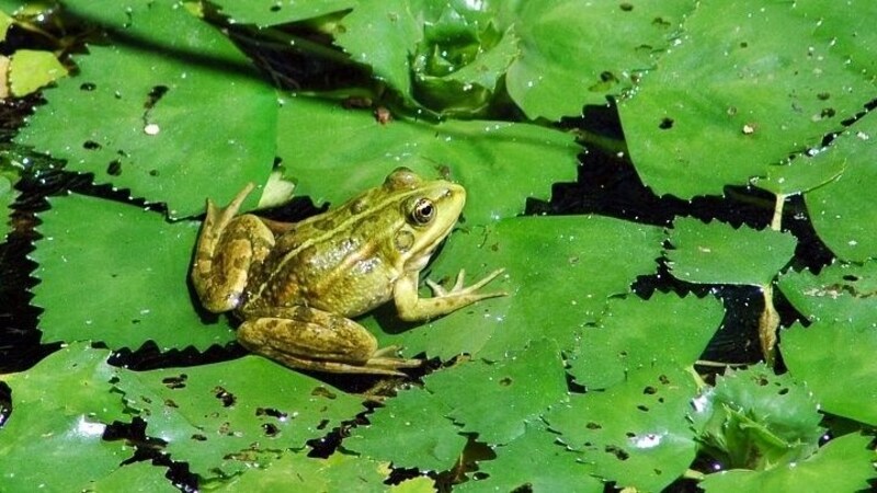 Wunderschön: der Wasserfrosch. (Bild: Karina Smole-Wiener/Arge NATURSCHUTZ)