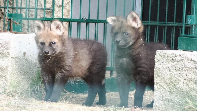 Dupla sörényes farkas utódok a Salzburgi Állatkertben (Bild: Zoo Salzburg)
