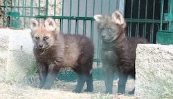 Doppelter Mähnenwolf-Nachwuchs im Salzburger Zoo (Bild: Zoo Salzburg)